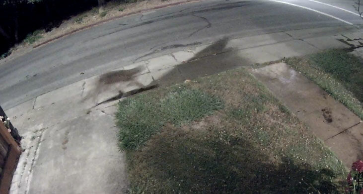 Mountain lion spotted in San Mateo